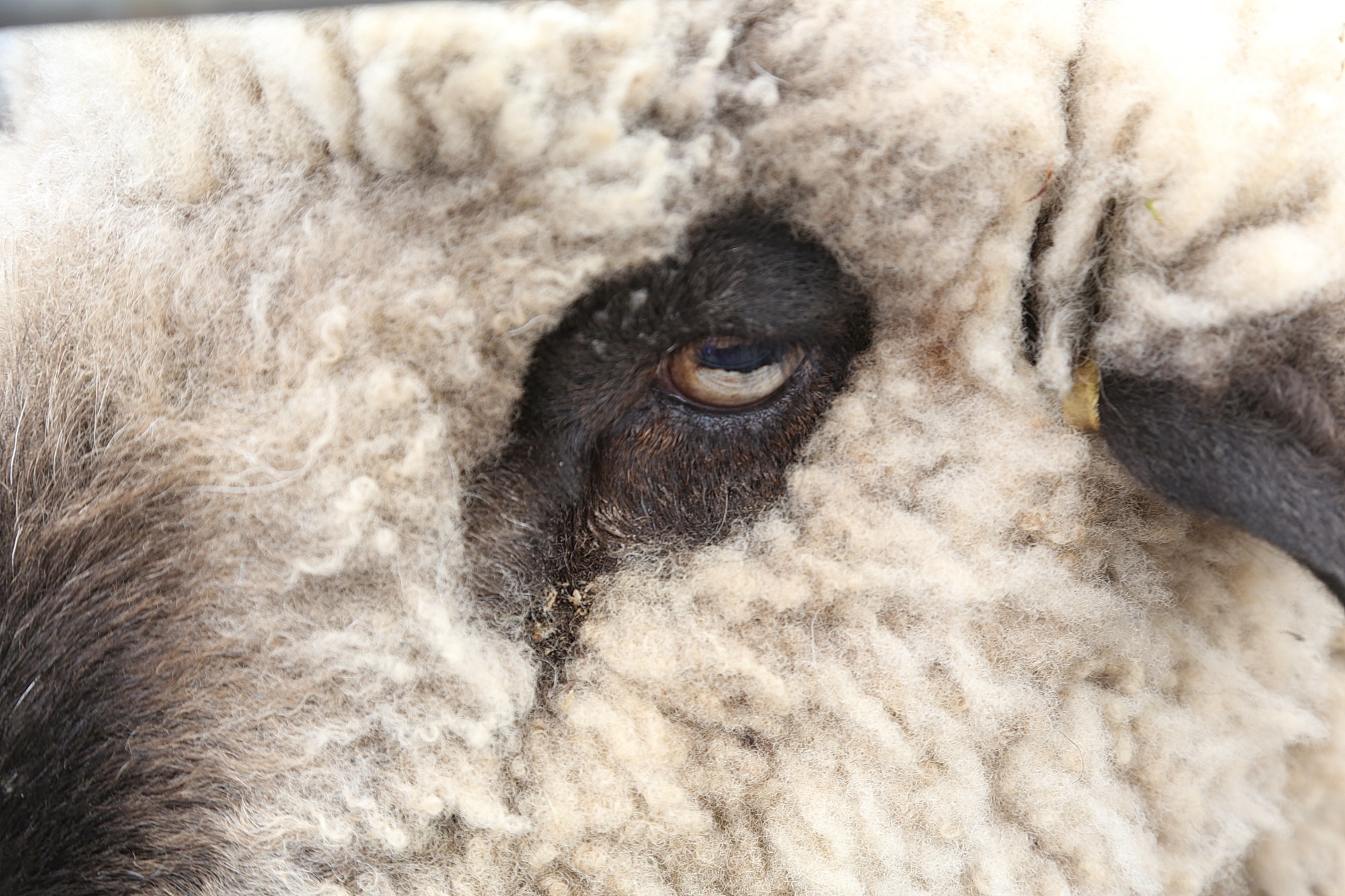 Schofsschueren Réimech 22.05.2016